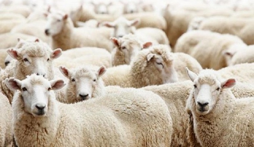 Ahmed Amiri : le citoyen cherche un mouton  700 et 900 dinars
