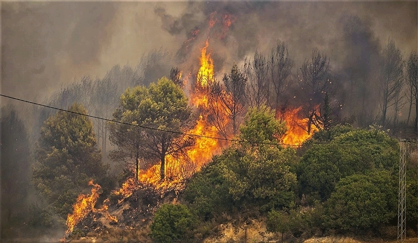 La Manouba : deux incendies maîtrisés, 27 hectares de cultures détruits