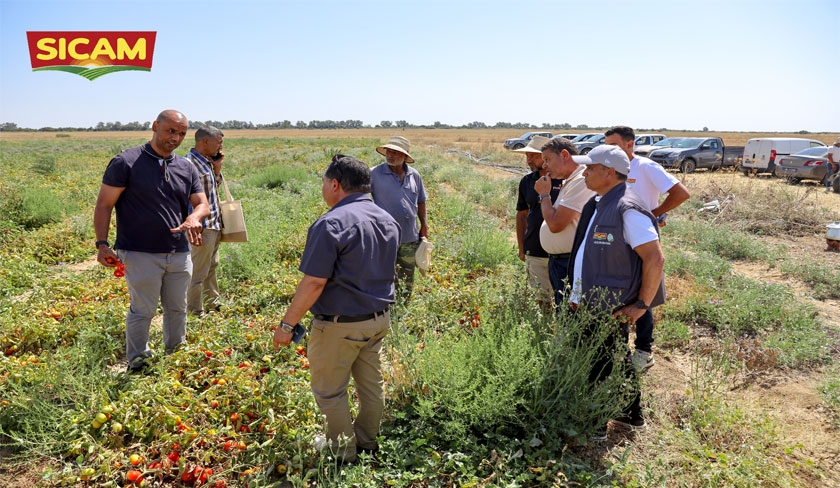 Avec son programme Zéro Résidu de Pesticides, SICAM révolutionne l’agriculture de la tomate en Tunisie